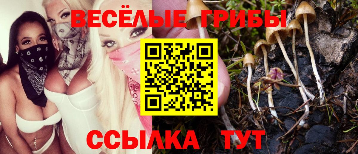 Псилоцибиновые грибы Psilocybe Волгоград